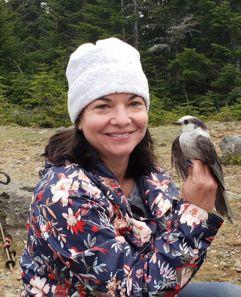 Jennifer Long banding a Canada Jay in the White Mountains, NH.