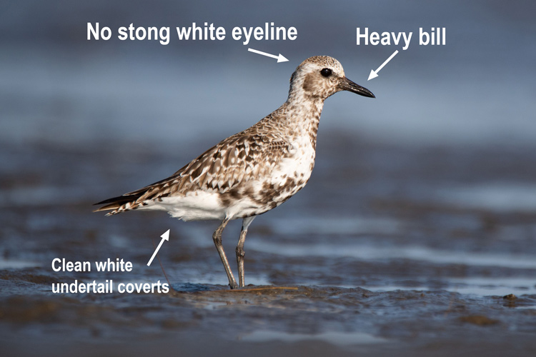 American Golden-Plover showing speckled undertail coverts, thin bill, and a strong white eyeline. Photo by Cameron Johnson.