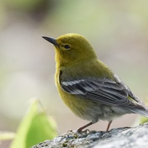 Pine Warbler by McCulloch
