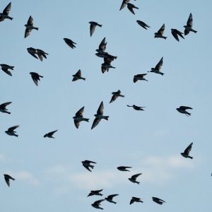Staging Tree Swallows by McCulloch