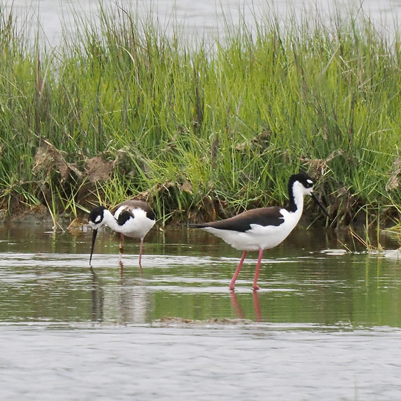 Black-necked Stilt standing in shallow water in Rye, NH. Photo by Jim Sparrell.