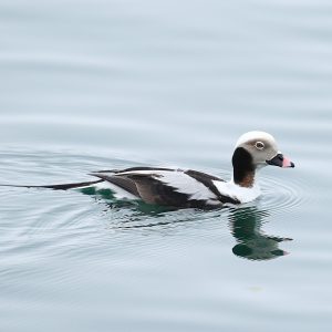 Long-tailed Duck by Steve Mirick