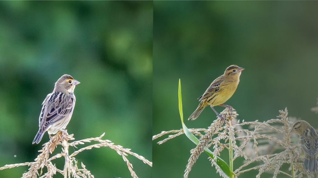 Several small brown and yellowish birds perched on corn tassels in late evening light. Photo by Pam Geiger.