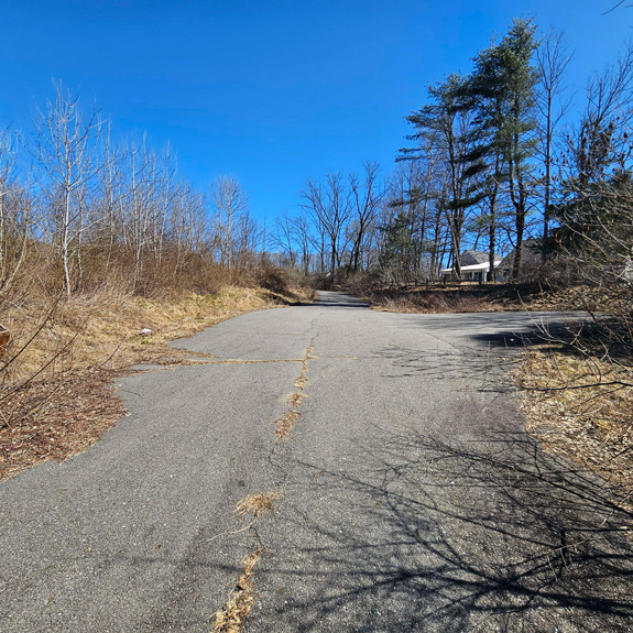 Thicket habitat at Friesian Street, Dover, NH. Photo by Cameron Johnson.