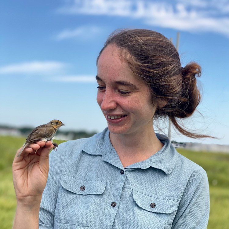 Grace McCulloch holding and banding a Saltmarsh Sparrow during her graduate research at the University of New Hampshire.