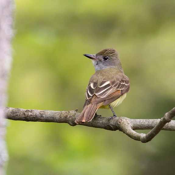 Great Crested Flycatcher perched on a branch in Plaistow, NH. Photo by Kyle Wilmarth.