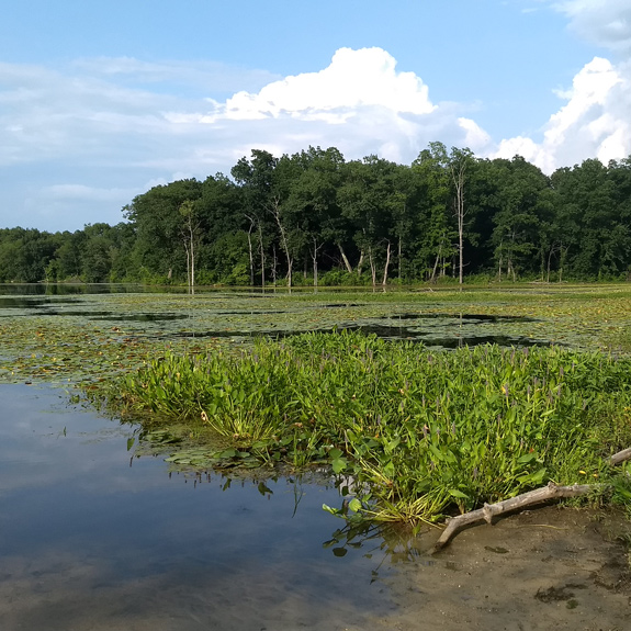 Summer view of Horseshoe Pond in Merrimack, NH, showing open water, forested banks, and wetland habitat. Photo by Molly Jacobson.