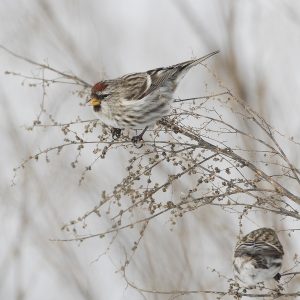 Redpoll by Len Medlock