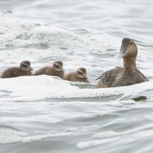 Common Eiders by Len Medlock
