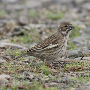 Lark Bunting by Jim Sparrell