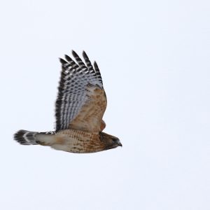 Red-shouldered Hawk by Steve Mirick