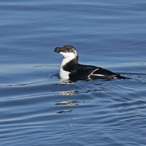 Razorbill by Debra Powers