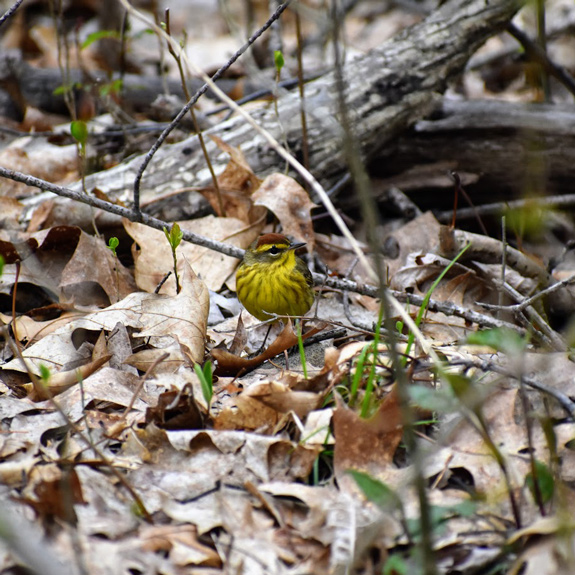 Palm Warbler perched on a branch in Seabrook Town Forest, New Hampshire. Photo by Ashton Almeida.