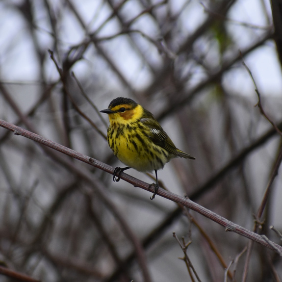 Prairie Warbler singing from a shrub at Seabrook Town Forest. Photo by Ashton Almeida.