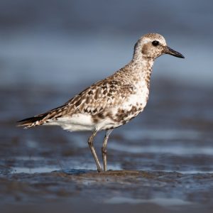 Quiz Black-bellied Plover by Cameron Johnson