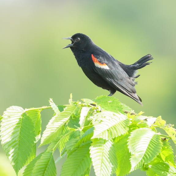 Red-winged Blackbird “Bob” in flight with a short tail, photographed by Len Medlock in Exeter, NH.