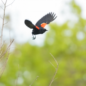 Red-winged Blackbird Bob