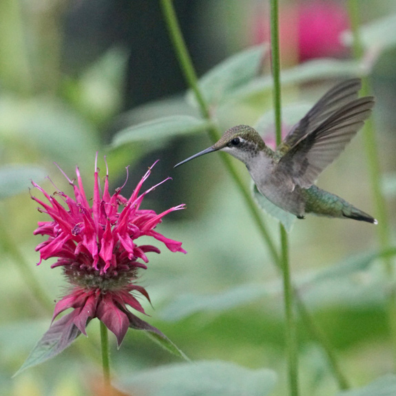 Male Ruby-throated Hummingbird perched, showing its iridescent red throat. Photo by Grace McCulloch.