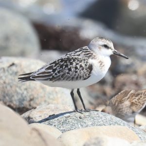 Sanderling by Steve Mirick