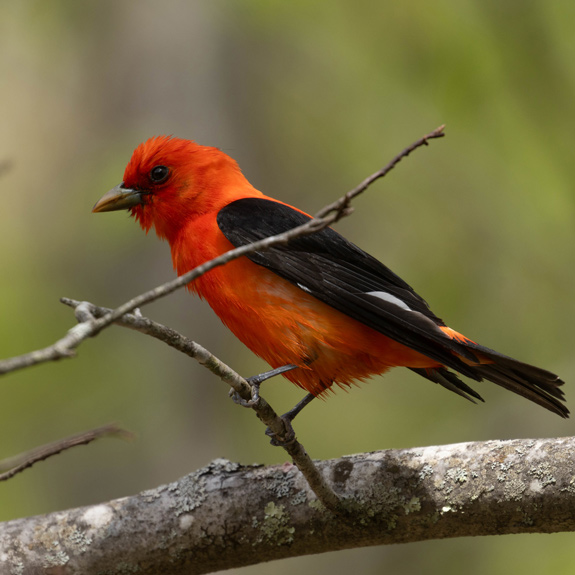 Scarlet Tanager perched in Pawtuckaway State Park, New Hampshire. Photo by Benjamin Griffith.