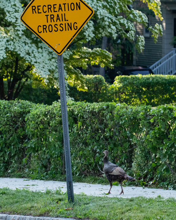 A Wild Turkey crosses the Dover Community Trail. Photo by Cameron Johnson.