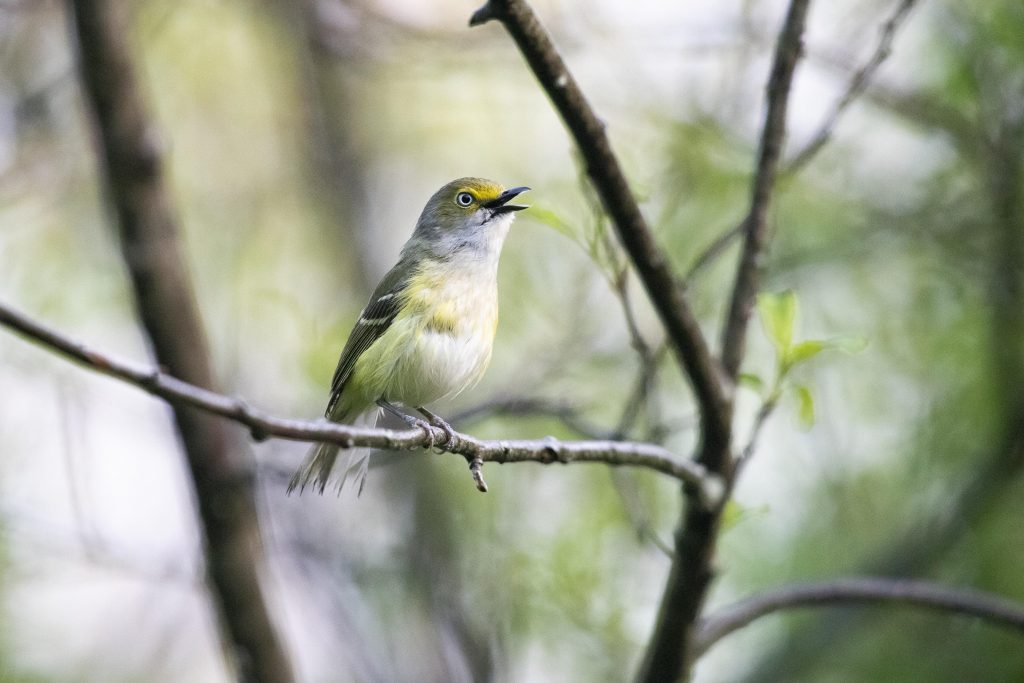 White-eyed Vireo perched in Dover, NH. Photo by Cameron Johnson.