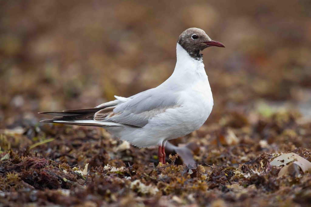 Black-headed Gull walking through seaweed.