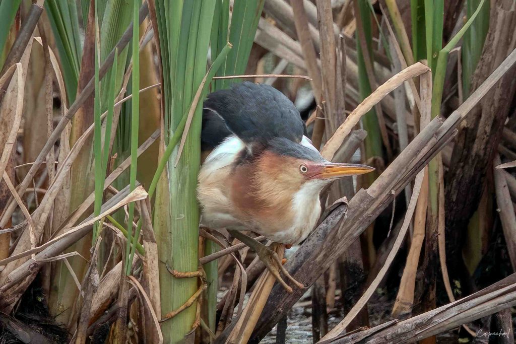 Least Bittern perched in the reeds.