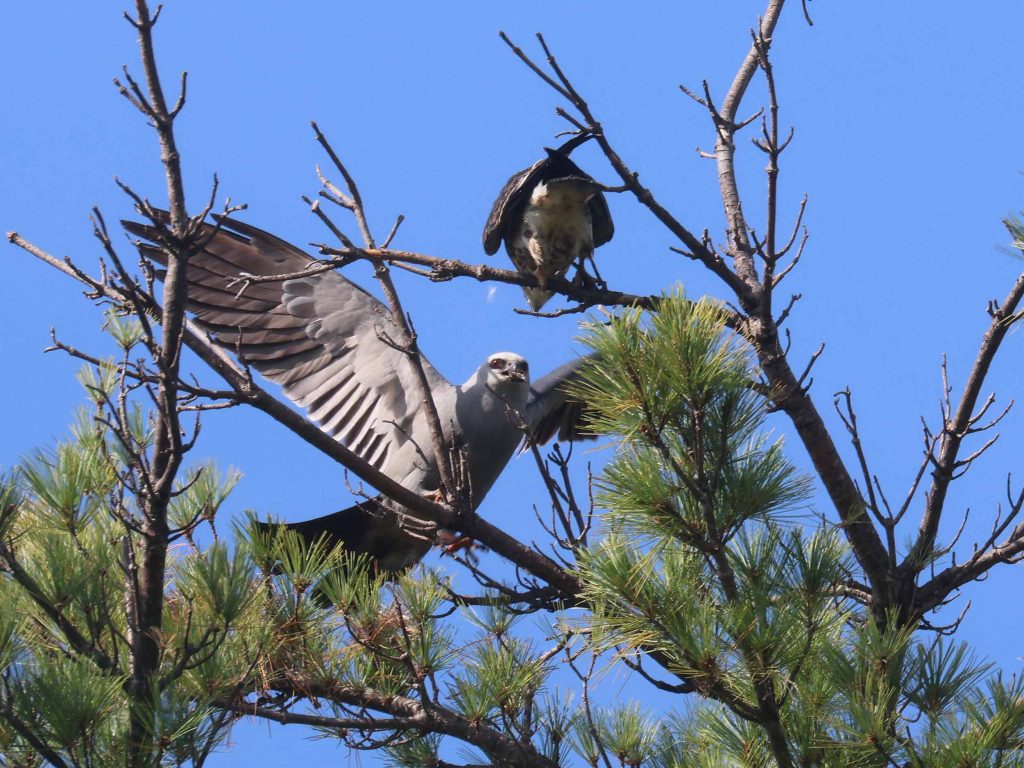Mississippi Kite adult brings food to a chick.