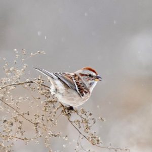 American Tree Sparrow perched on some vegetation in the snow.