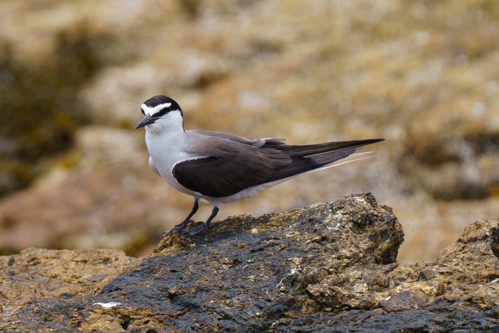 Bridled Tern on a rock.
