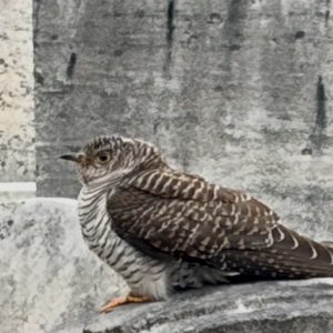Common Cuckoo perched on a gravestone.