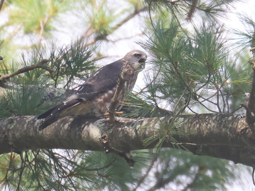 Mississippi Kite fledgling perched on a branch.