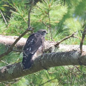 Mississippi Kite chick perched on a branch.