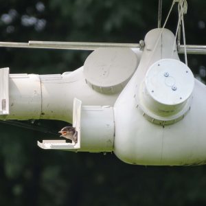 Purple Martin chick sticks it's head out!