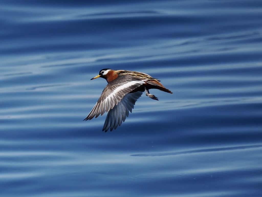 A close up of a Red Phalarope flying over the water.