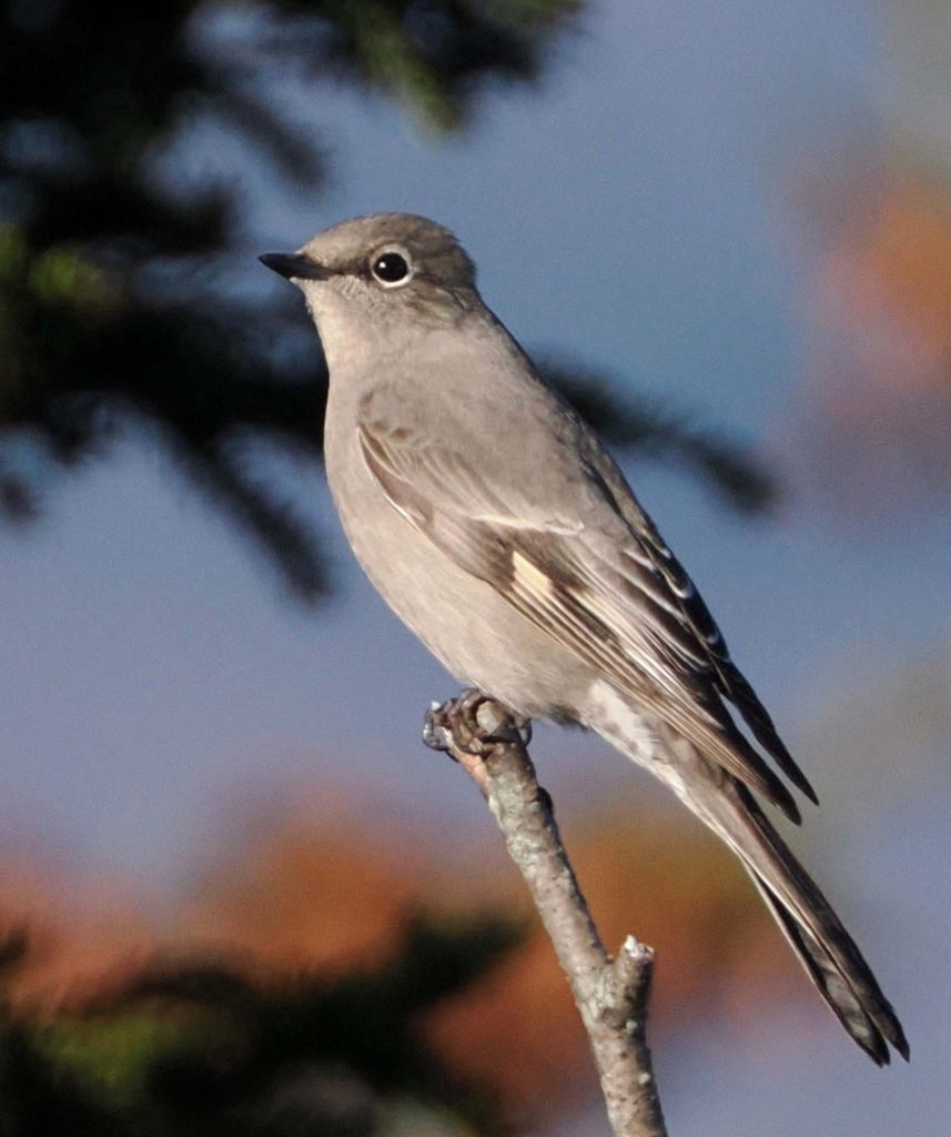 Townsend's Solitaire perched on a branch.