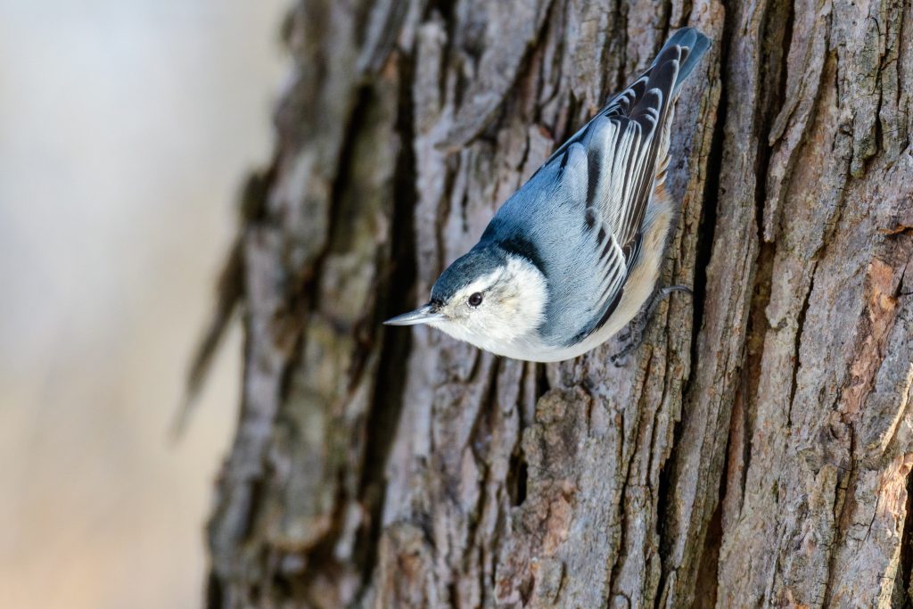 White-breasted Nuthatch upside down on tree bark.