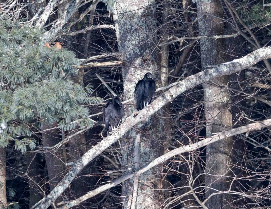 Black Vulture perched in a tree.